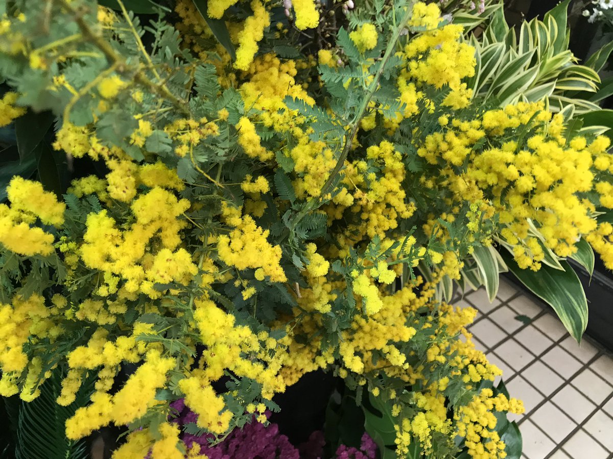 横山泰史 ヨコちゃん 全国に笑顔を届ける花のモナミという花屋 今日のお花 のお届けです 本日2月17日は ミモザアカシア 花言葉 友情 ドライにしても大人気なミモザ 大人気なお花だけあって花言葉も友情 どんな場面でも共感しあって信頼するお友達っ 横山泰史 ヨコちゃん 全国に笑顔を届ける花のモナミという花屋 今日のお花 のお届けです 本日2月17日は ミモザアカシア 花言葉 友情 ドライにしても大人気なミモザ 大人気なお花だけあって花言葉も友情 どんな場面でも共感しあって信頼するお友達っ