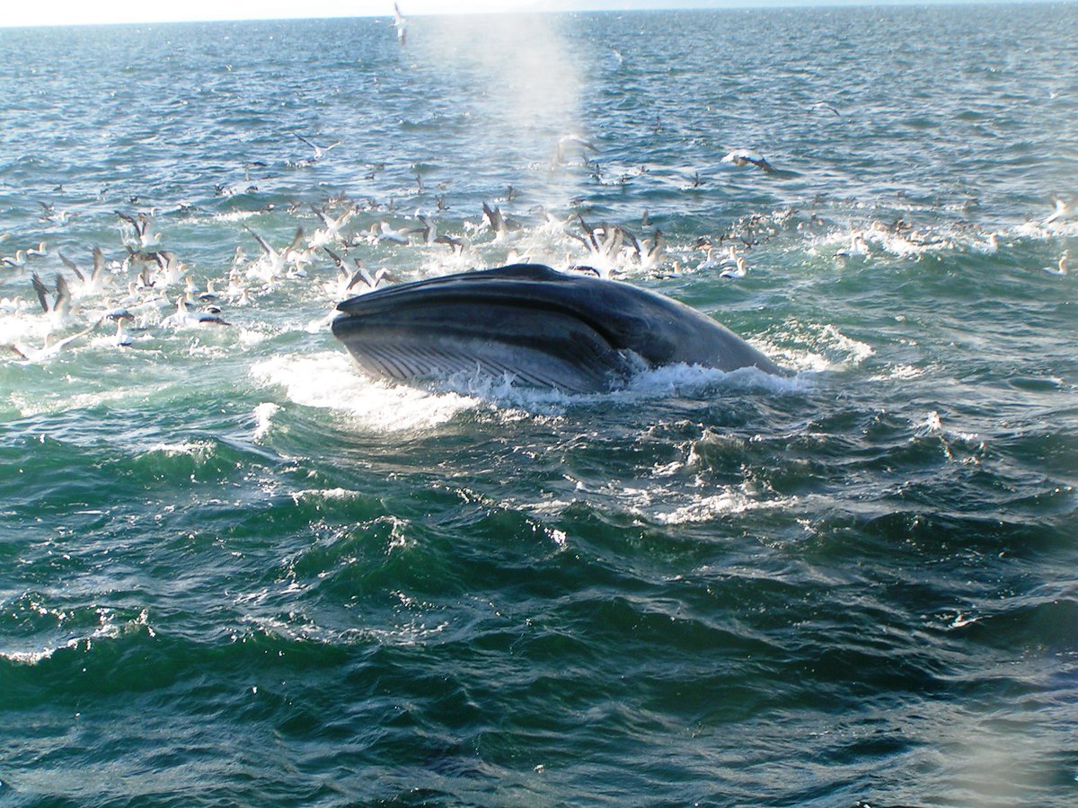 Critter of the Week is the Bryde’s whale.

They are the most commonly sighted large whale in the coastal waters of northern New Zealand, but have our highest threat classification - nationally critical.

Listen here : bit.ly/2SrAzd0

📸: Auckland Whale