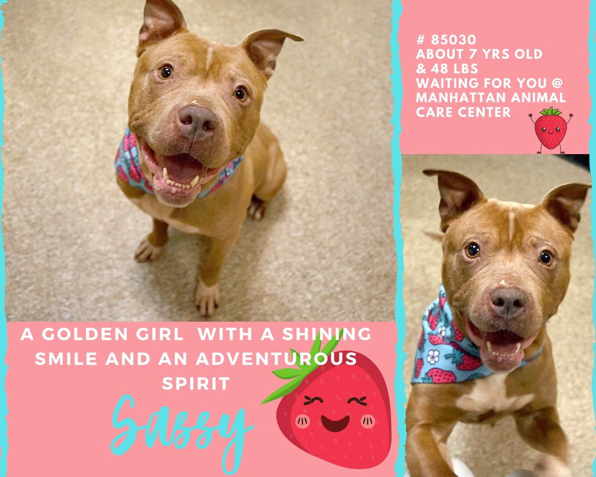🚨🆘️🚨🆘️🚨🆘️🚨🆘️🚨
DIABOLICAL DEBLASIO 
Will take my life  

My last dream
My last breath
I wont let the pain DIABOLICAL DEBLASIO will inflict on me turn my heart 
Ugly

mustlovedogsNYC@gmail.com 

NY MAYOR is a VILE evil
Man the SPAWN of SATAN 

NYC is NOT A HUMANE STATE