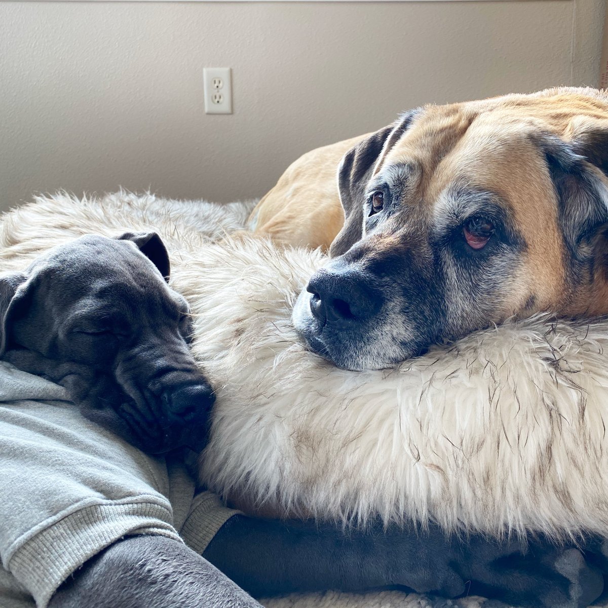 MorganMastiff's tweet image. Olive: hmmm you’re less annoying when you’re sleeping 😑 #thestruggleisreal #firstworlddogproblems #puppylife #mastiffproblems #mastifflove #greatdanelove #greatdanepuppy #mastiff #greatdane