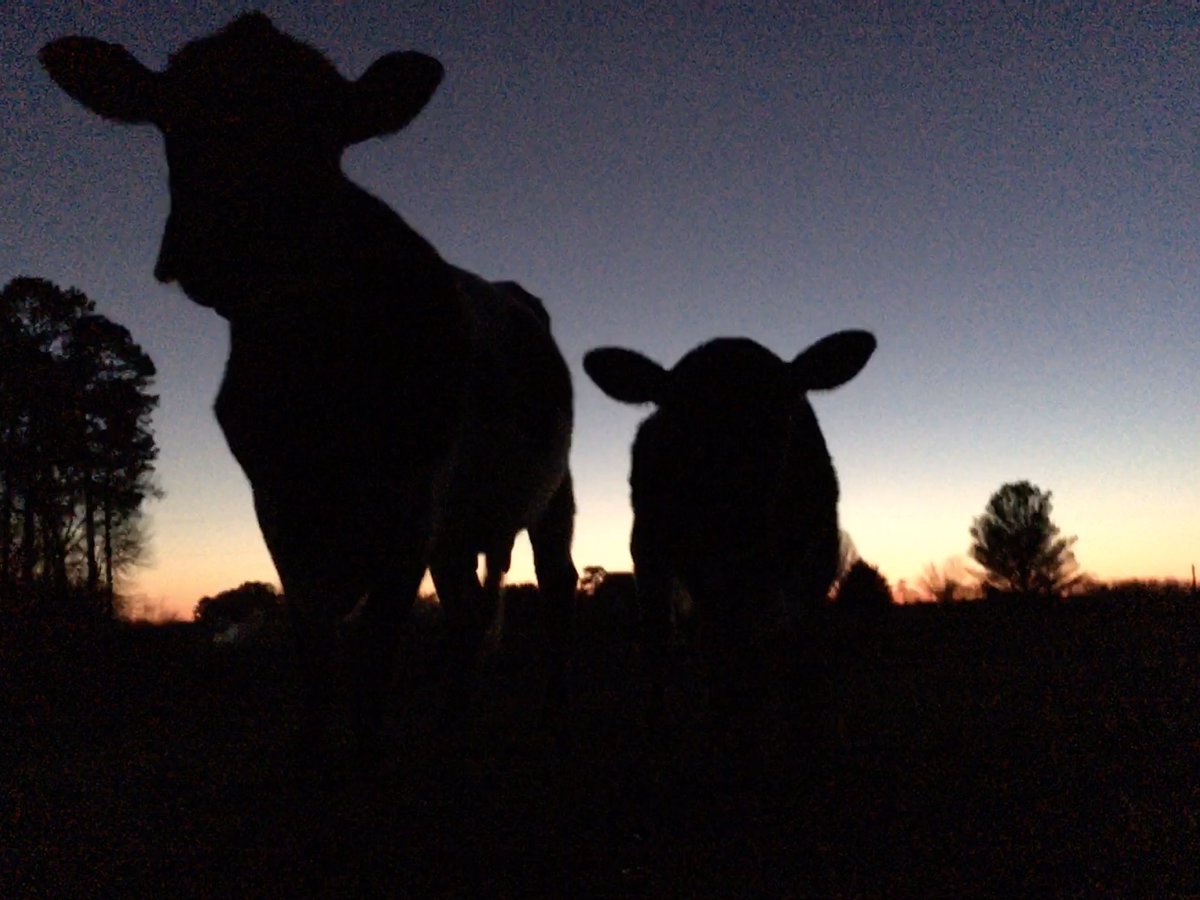 Yes, Pineywoods come in both models, polled and horned.

#pineywoodsCattle #farming #polled #horned #cattle #model