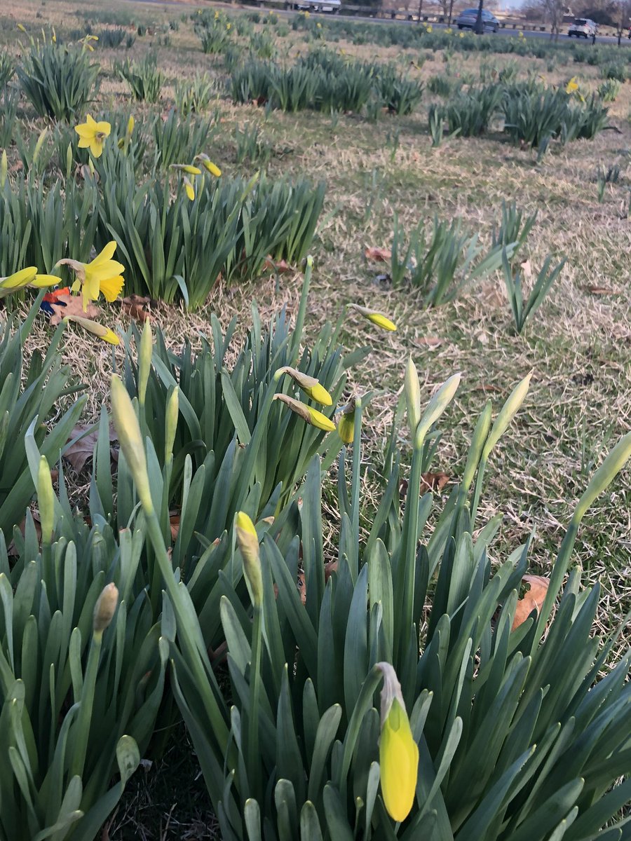synigizesales's tweet photo. #WasingtonDC #spring_is_coming 53 F and sunny. Needed this today. #AVTweeps how is your climate? UK? Is #dennisstorm gone? #AVinTheAM Pics welcomed! Share #joy 🌹#BloomCatch #flowers https://t.co/Clfch7wTml