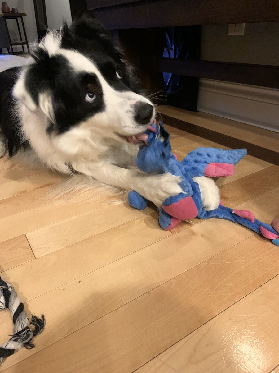 BordercollieL's tweet photo. Dragon is my most favourite toy ever. #notmyfirst #momshouldbuystock #DogsofTwittter #bordercollie https://t.co/bDQ60vyCTg