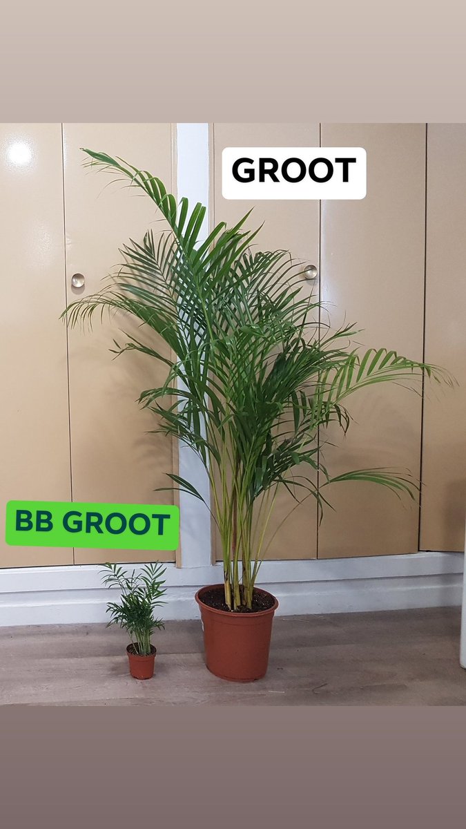 promofleur's tweet photo. Nous aussi nous avons 1 Groot et 1 BB Groot  #lesgardiensdelagalaxie #TF1 https://t.co/0PwXYoQH9s