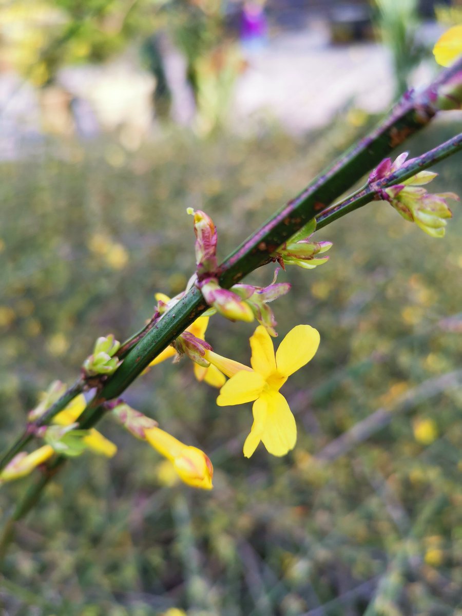 Spring is here <a href="/DukeGardens/">Duke Gardens</a>