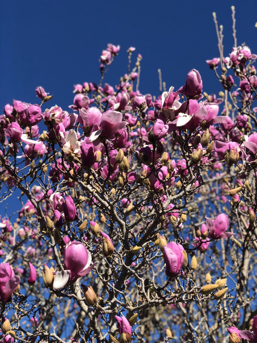 るーふ 孝子さん Hello カリフォルニアでは春が少し早く 青い空を背に木蓮が花開いていました 木蓮の英語の花言葉は高貴nobility 尊厳dignityだそうです Fierteにも通じると思いませんか 岡村孝子 Hello 孝子さんを応援 T Co Z4zubdru