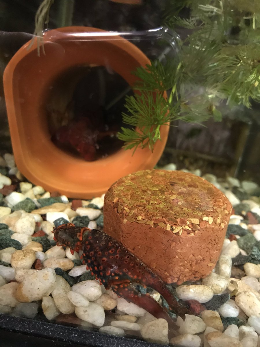 みやび 2 16自切 うちで可愛がってるアメリカザリガニの チビちゃん ふと見やると大きなハサミが一本落ちてる 自切 単体飼育だから敵はいないし なぜ 大きなストレスがかかった 本人は元気なよう 餌も食べている ご存知の方々いら みやび 2 16自切 うちで可愛がってるアメリカザリガニの チビちゃん ふと見やると大きなハサミが一本落ちてる 自切 単体飼育だから敵はいないし なぜ 大きなストレスがかかった 本人は元気なよう 餌も食べている ご存知の方々いら