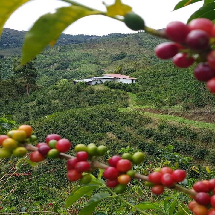 HABennetts's tweet photo. Our Colombian Origin Update is now on our website! #bennettscoffee #bringingyoutheworldofcoffee https://t.co/H1BERdo7MV