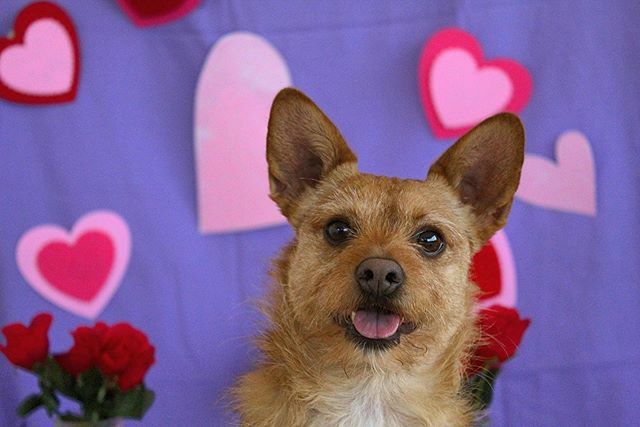 thebarkeley's tweet image. We apologize that we took a 2 day break from valentine post, but here we are again!!
.
📸: @photography.tdvg
🐶: Wrigley
.
.
.
#valentines #happyvalentinesday #happyvalentinesday❤️ #happyvalentines #happyvalentine #valentine #valentinesday2020 #valenti… ift.tt/2uTGYVo