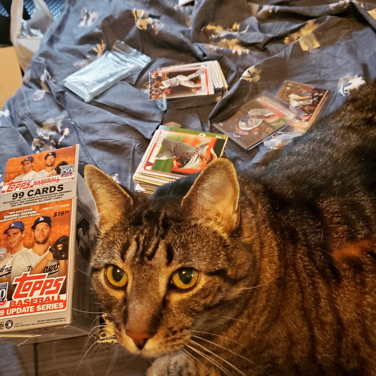 Another__Castle's tweet photo. @Iboopyournose89 Knocking over stacks while purring.... #MrLinus https://t.co/C5cqDzraqt
