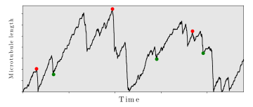 CompBioPhys's tweet photo. Want to learn more about the microscopic details of dynamic instability? Come to my talk at 17.15 in room 25ABC, and find out what this graph tells us about catastrophe/rescue. #bps20 #kristian_at_bps20 #dynamicinstability #microtubules https://t.co/mWy2X8C9Cz