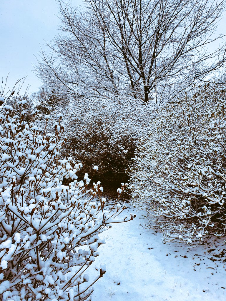 tain1177's tweet image. 고인의 넋을 위로하러 
파주 추모 공원에 갔다가 
올해 처음 보는 
아름다운 눈 쌓인 풍경에 
내가 위로 받고 왔다 ...