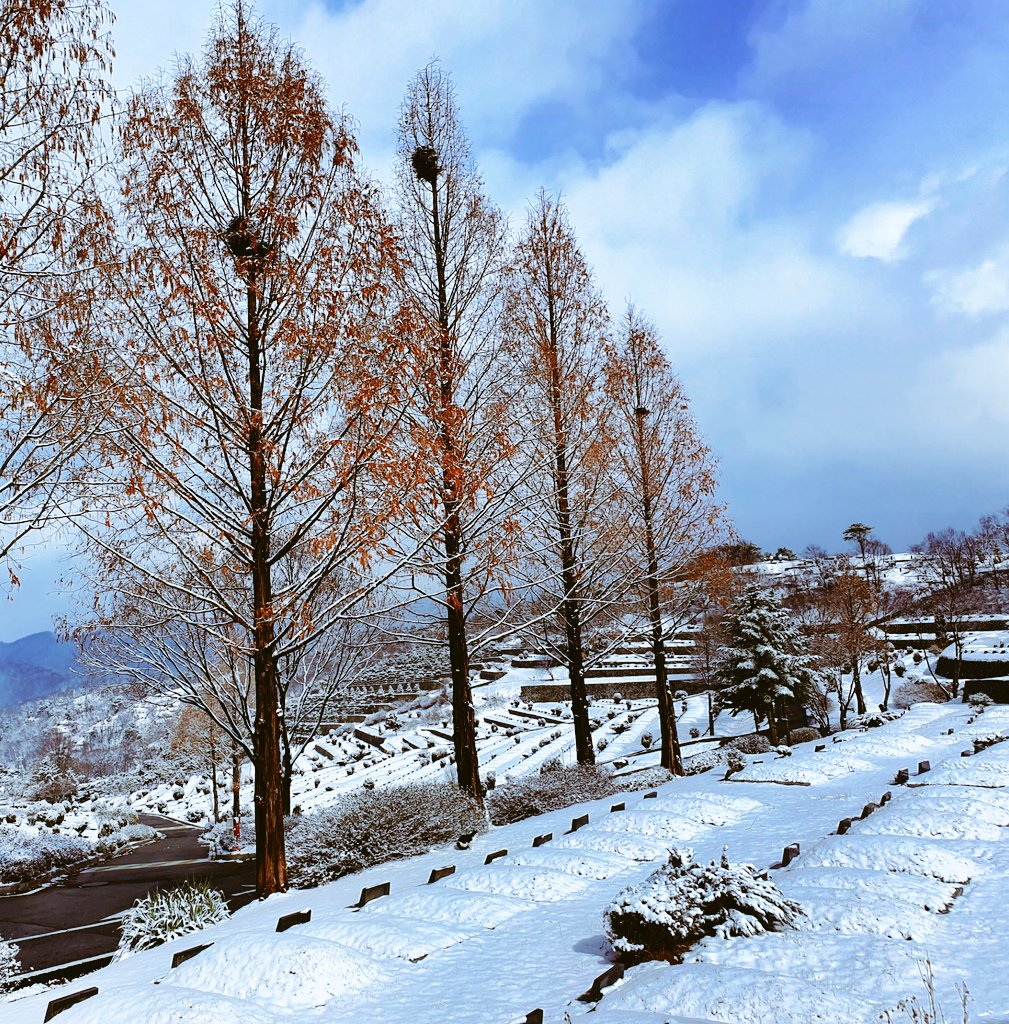 tain1177's tweet image. 고인의 넋을 위로하러 
파주 추모 공원에 갔다가 
올해 처음 보는 
아름다운 눈 쌓인 풍경에 
내가 위로 받고 왔다 ...