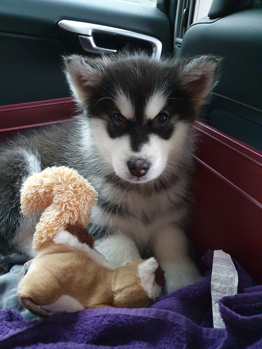 Adopted another fur baby! A malamute and his name is Sonic 🐺