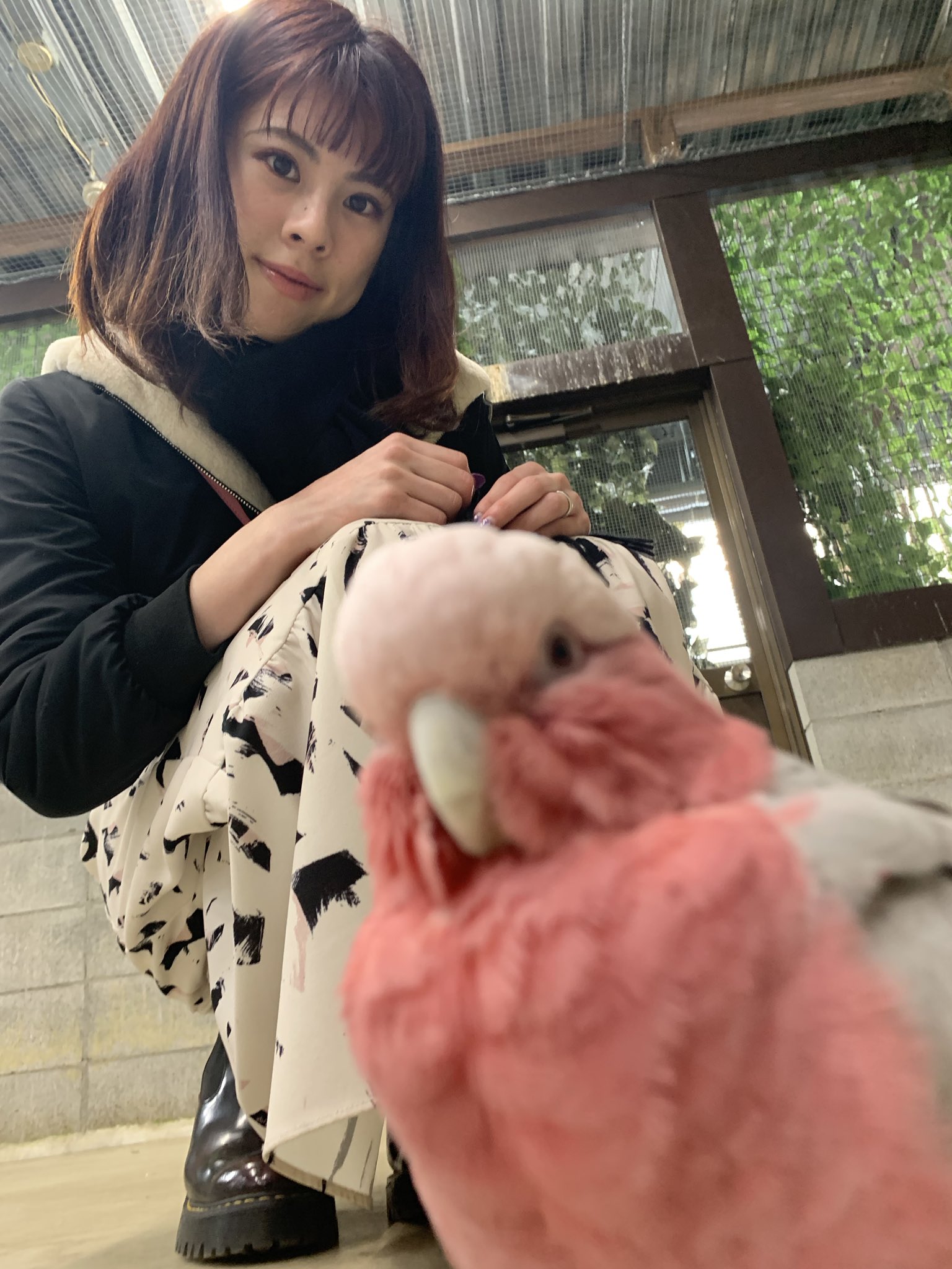 妻が綺麗過ぎる 妻のスカートを覗く鳥の証拠写真を抑えようとしたところ モモイロインコ