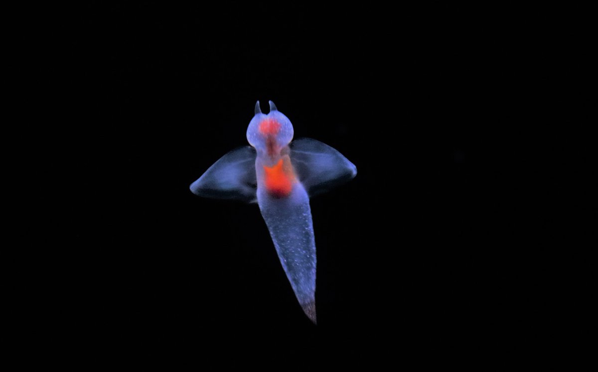 公式 アクアマリンふくしま おはようございます 今日はしとしと雨降りです ちょっと寒いです でも花粉はおとなしくしてくれるでしょう アクアマリンふくしま クリオネ ハダカカメガイイ
