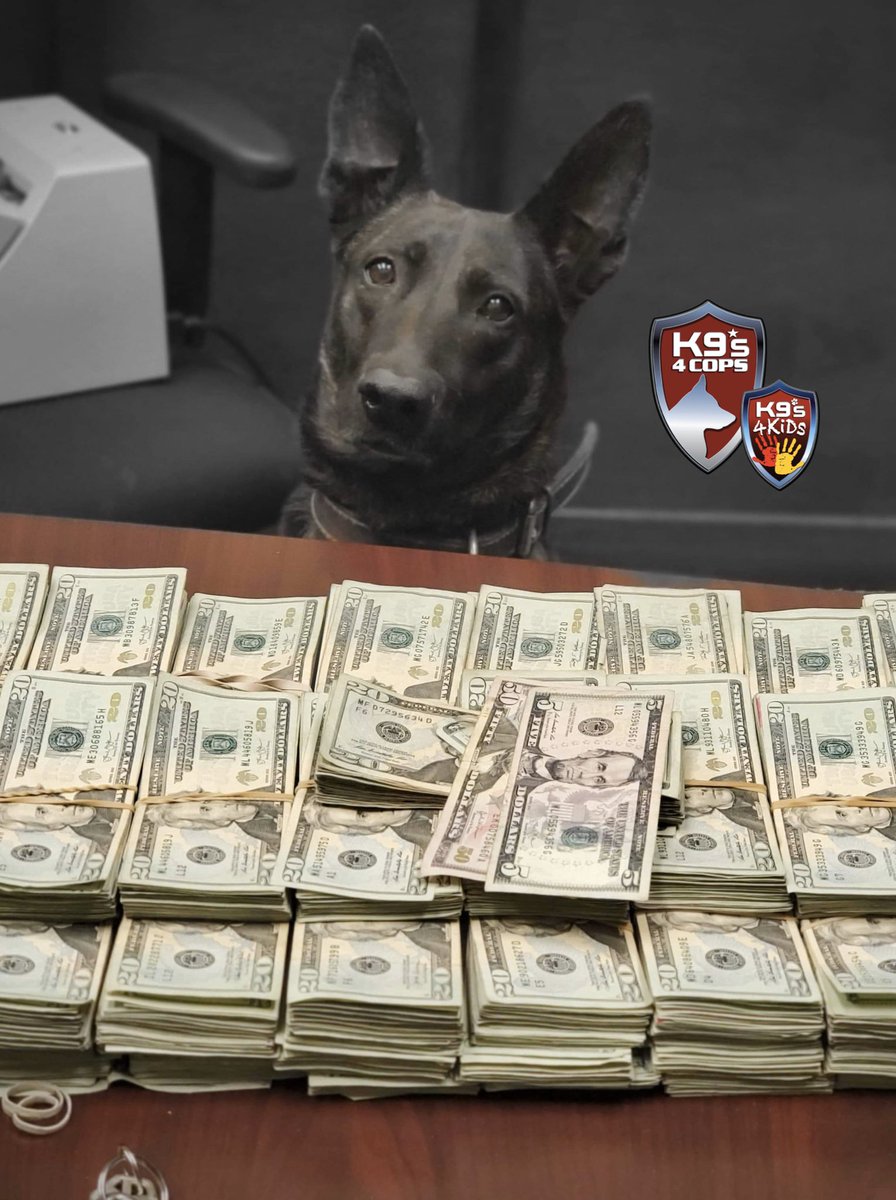 K9sOfficial's tweet photo. Looks like someone is not getting the birthday present they expected!🤔 K9 Asha is a superstar and found $70,000!💰
#K9Asha #K9s4COPs #K9s4KIDs #XtremeConcepts #iK9 https://t.co/UdqZQW7KAF