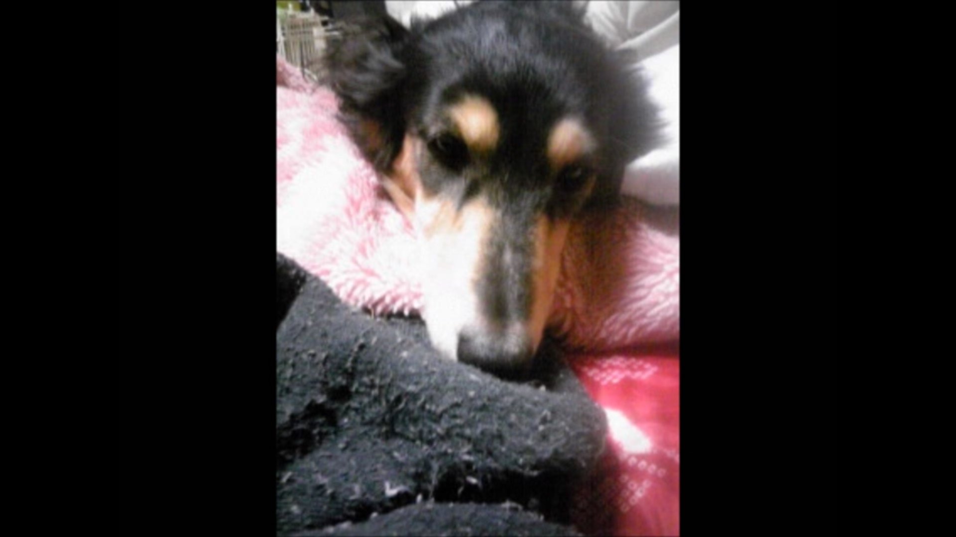 きゅうり ੯ U撮影はwi Fiで Snsで話題の 靴下大好き犬 大集合 犬が靴下に執着する理由は いぬのきもちnews T Co Tgnv9ftsz0 Linenews 嫁ちゃんも靴下ハンターしてたわ そういやwww きゅうり ੯ U撮影はwi Fiで Snsで話題の 靴下大好き犬 大集合 犬が靴下に執着する理由は いぬのきもちnews T Co Tgnv9ftsz0 Linenews 嫁ちゃんも靴下ハンターしてたわ そういやwww