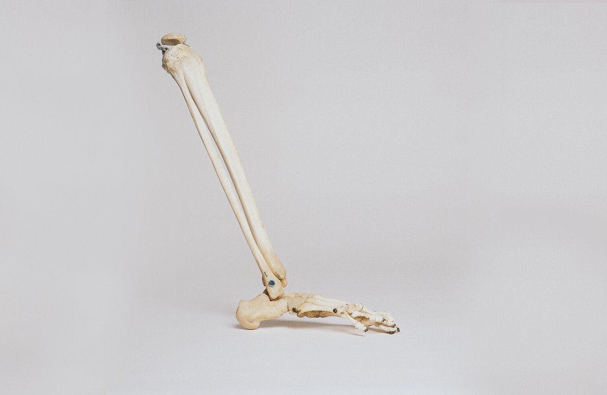 thePEbuzz's tweet photo. [Resource] - IGCSE PE - Joints - Powerpoint: https://t.co/DnB4wiCYK9 Worksheet: https://t.co/nsVCWVVwL9 #physed #pegeeks #IGCSE #resources https://t.co/oWFSO8nSHM. Photo by Nino Liverani on Unsplash https://t.co/O0t99M5YOy