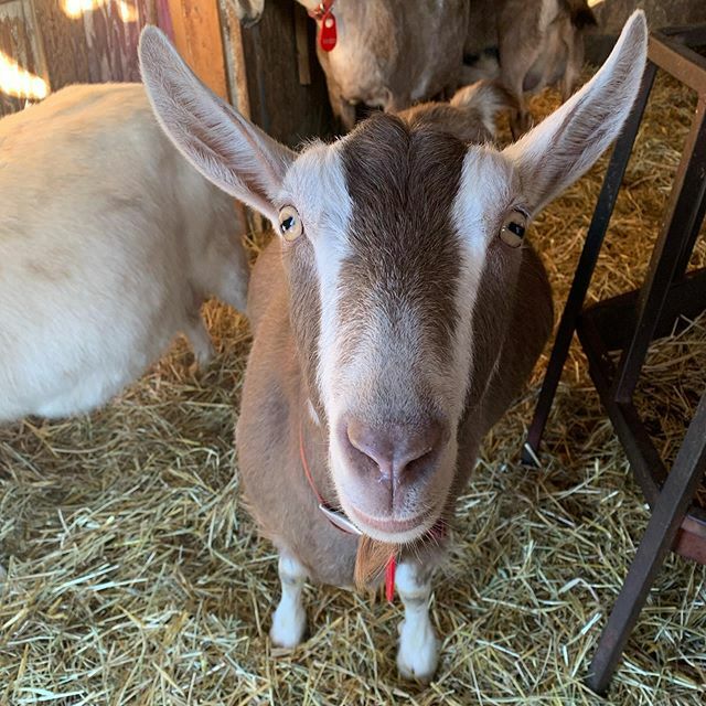 Patty’s baby bumps are starting to fill out! We can’t wait until March! #critterbarn #goatkids #goatsofinstagram ift.tt/2vB7fYK