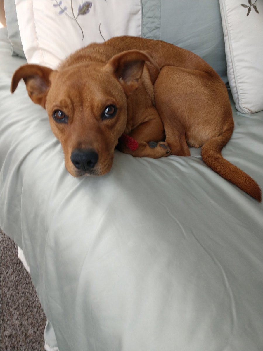 This is my third rescue dog. His name is Doug

#bestinrescue