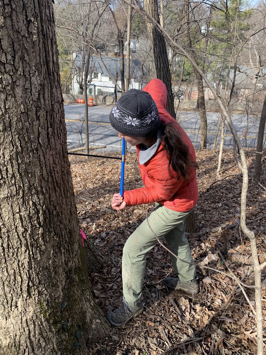 MRochner86's tweet photo. A weekend full of tree rings with @Chris47112, coring floor joists in an 1855?? mansion and white oaks in Cherokee Park. #treerings #dendrochronology #treeringresearch #dendroarchaeology #TreeRingPowerCouple https://t.co/PVzbAQ6Bv9