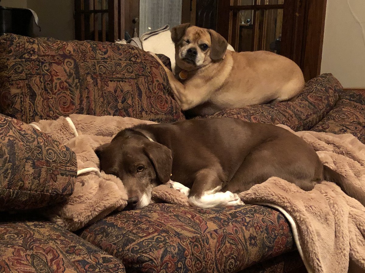 MadTown4Pete's tweet photo. @amarah31 @michaelschweitz My guy #PeteButtigieg2020 and his husband #FirstGent Chasten have two rescue dogs, Truman and Buddy. Pardon me - can’t decide which is best. Truman (dk brown pup) was adopted 3 yrs ago and Buddy came a little over a year ago. They have their own Twitter account @firstdogsSB. https://t.co/ReBZEe9ujX