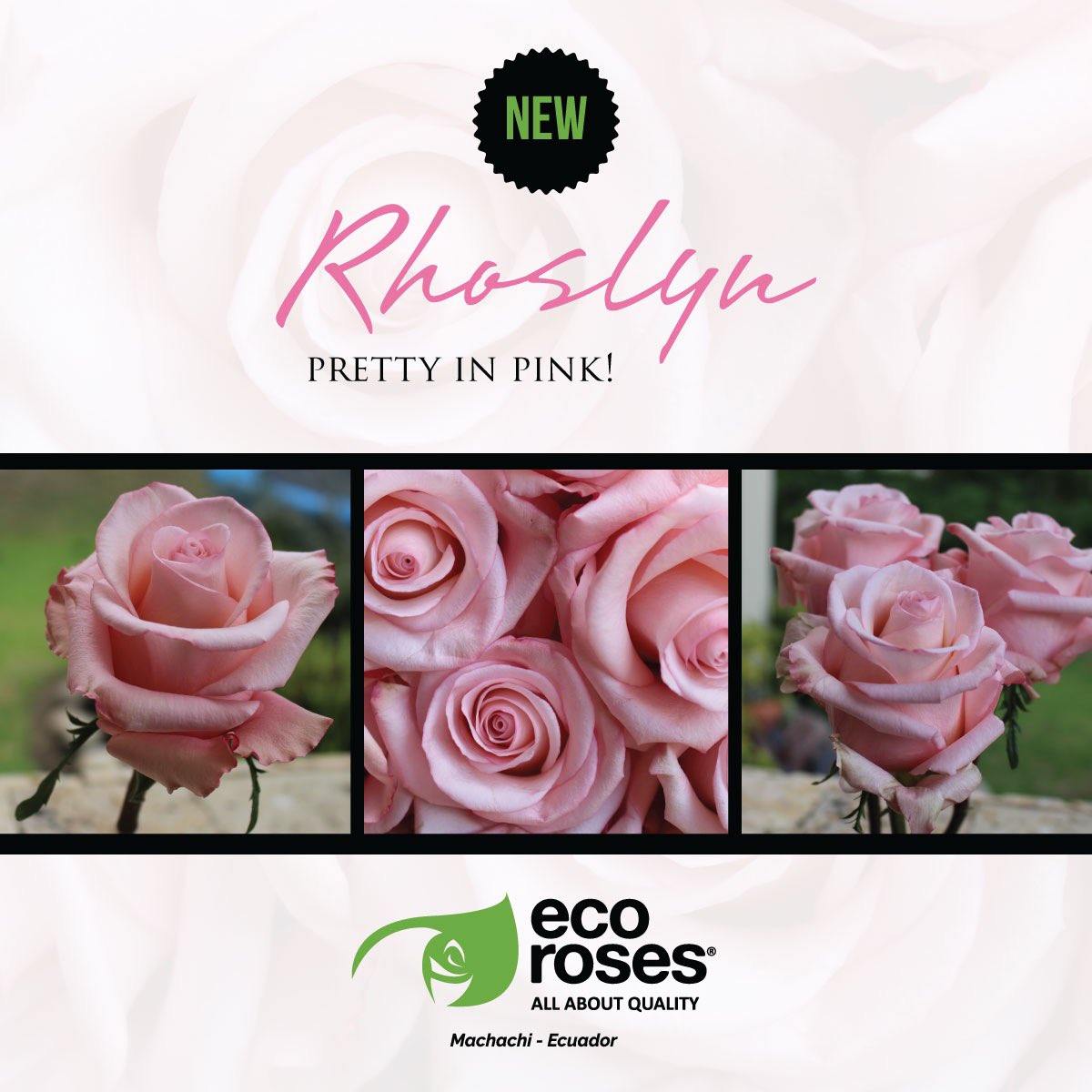 EcorosesSA's tweet photo. Pink is sensitive, feminine, and nurturing 🌸, perfect for those beloved women of our life. Take a look at all our new varieties here: https://t.co/Lu3PeknBGY #Rhoslyn #NewVariety #Pink #PinkRose #Ecoroses #AllAboutQuality https://t.co/fEIXzvuU0z