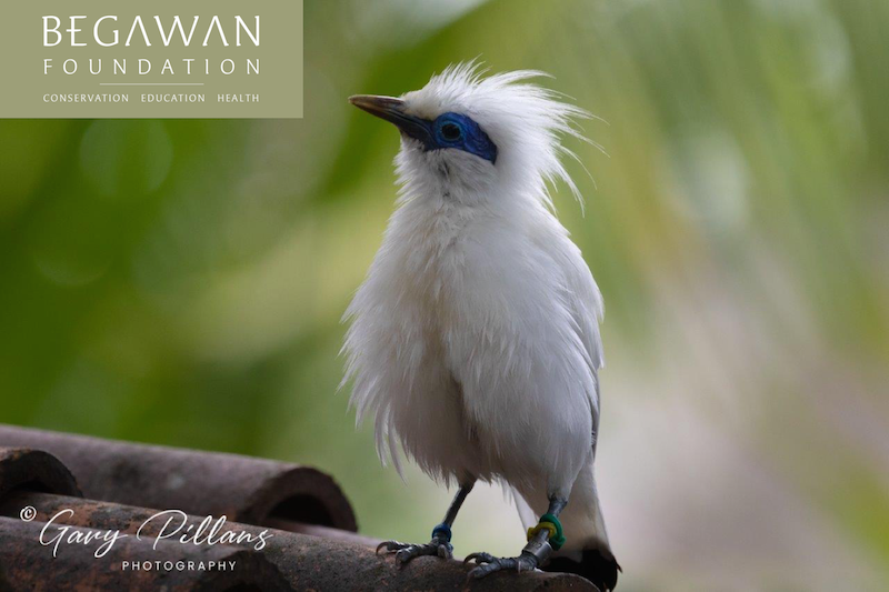 Begawan Foundation Yayasanbegawan Twitter