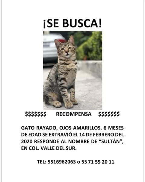 cristina rocha tweet media