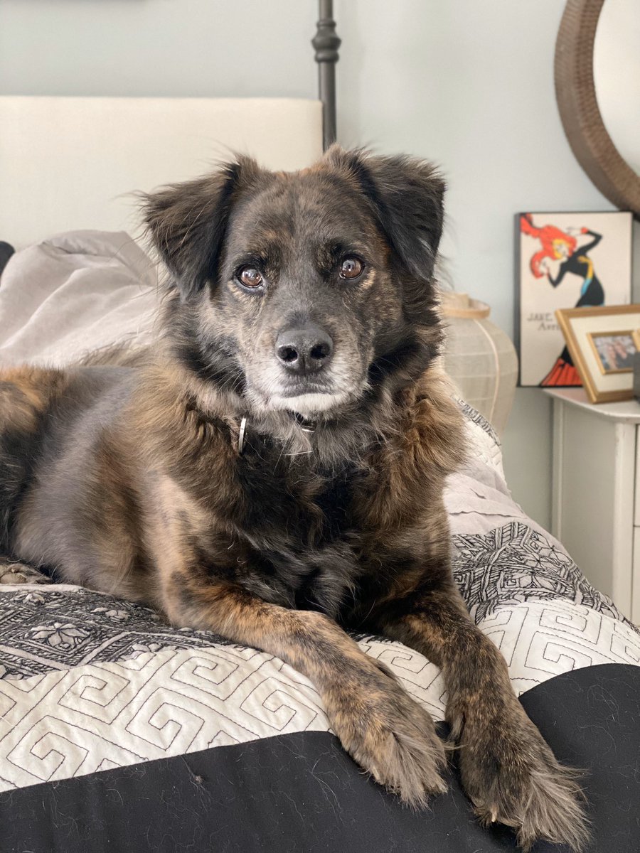laurweller's tweet photo. Shay Shay is just a hunk of burnin’ fluff! He absolutely loves being with his humans, and adores tennis balls, squeaky balls, and his lamb chop. He is a mama’s boy at heart, and would live outside if we let him! ❤️ #BestInRescue https://t.co/MzdGQ3eKCn