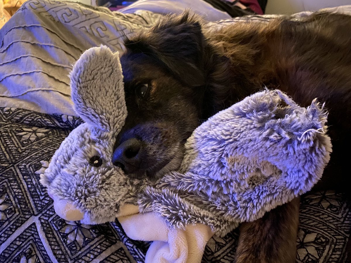 laurweller's tweet photo. Shay Shay is just a hunk of burnin’ fluff! He absolutely loves being with his humans, and adores tennis balls, squeaky balls, and his lamb chop. He is a mama’s boy at heart, and would live outside if we let him! ❤️ #BestInRescue https://t.co/MzdGQ3eKCn