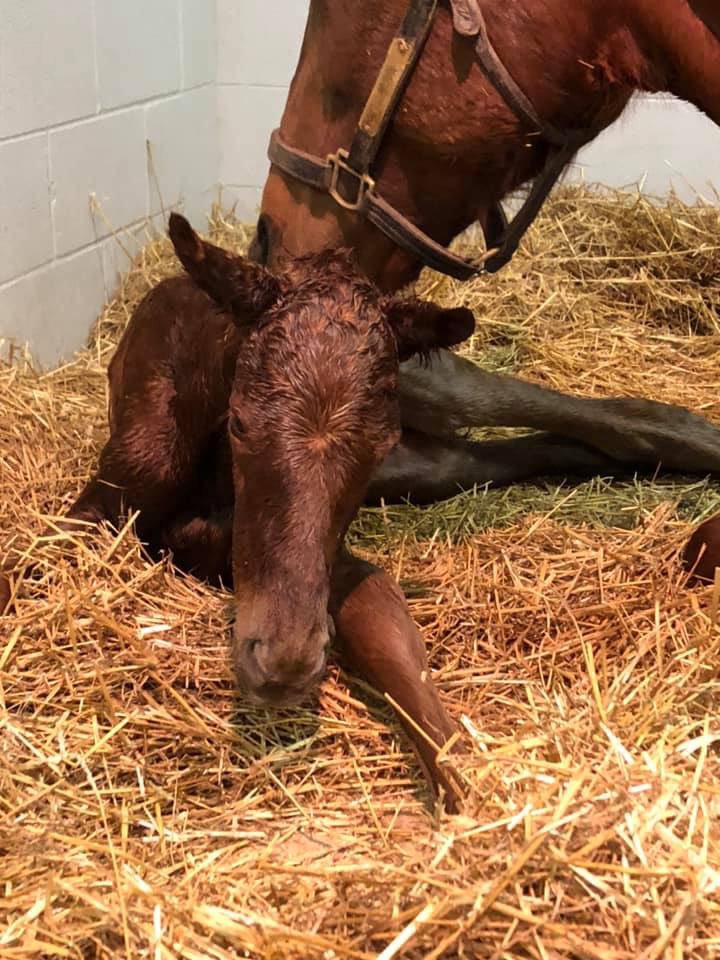 A Nyquist colt widens the lead on the fillies tonight! #foals2020 @DarleyStallions