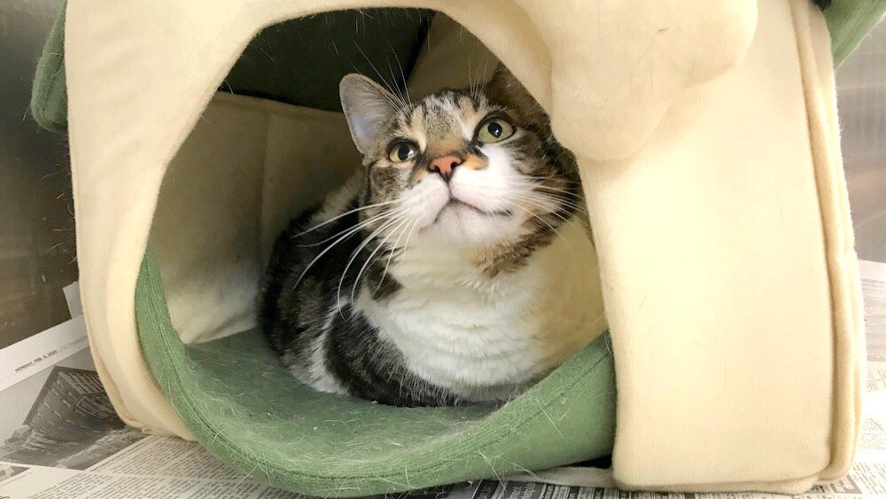 MorrisAnimal's tweet photo. #ThingsThatGetBetterWithAge: pets! Sweet lady Foxy is 11, Woody is 12, Herman is 13. You know what that adds up to? Love. Senior pets rock. Don’t believe us? Find out for yourself. Adopt: https://t.co/BoOaqehnSk! https://t.co/UGaxyU7TPx