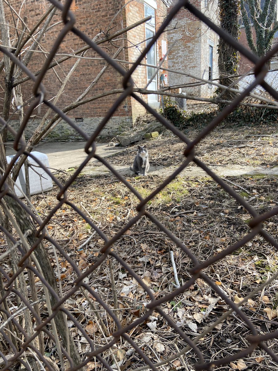 catsofuc's tweet image. SPOTTED: this photogenic little guy 

submitted by: @phoebe_walker_