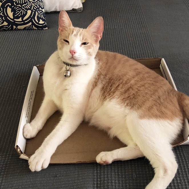 MiwaOgletree's tweet photo. Awwww that face! #happycat #hicats https://t.co/jD3lVxD60U