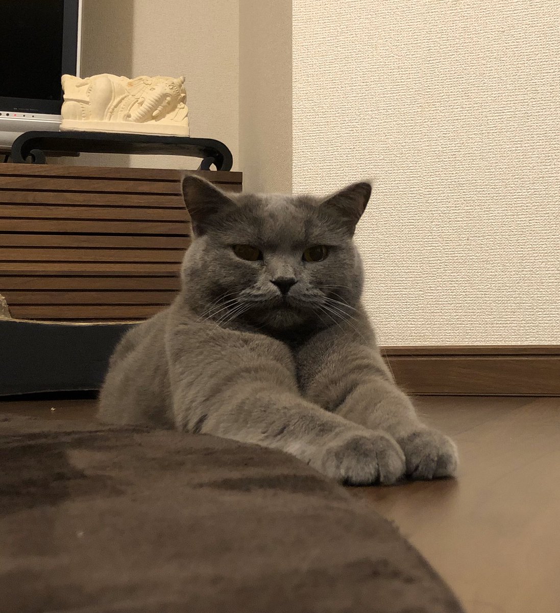 タマゴロー ロボダッチ研究所所長 愛しのぶり助氏は元気かなー ブリティッシュショートヘア 猫好きさんと繋がりたい ぶり助 デブ猫 T Co Ch4vddkizd Twitter