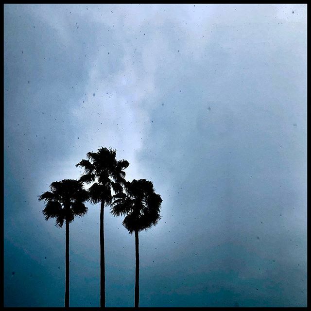 davidtruog's tweet photo. Palms braving rain https://t.co/txmxzpMWi3