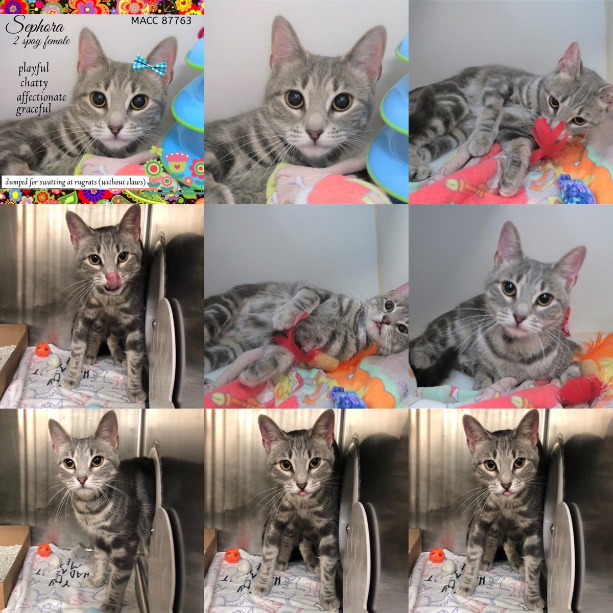 Kimberlykokourt's tweet photo. #Daisy: #ID88062: #ManhattanACC: #Female: 5 Years Old! #Sephora: #ID87763: Manhattan ACC: Female: 2 Years Old! Beautiful #Cats! #Canelo: #ID87586! #Sassy: #ID85030! #Jordan: #ID87266! #Kifi: #ID87639! #Tuffy: #ID88139: #Blind! #BrittanyEars: #ID86578! Beautiful #Dogs! #NYCACC! https://t.co/IlPaSLUS3H