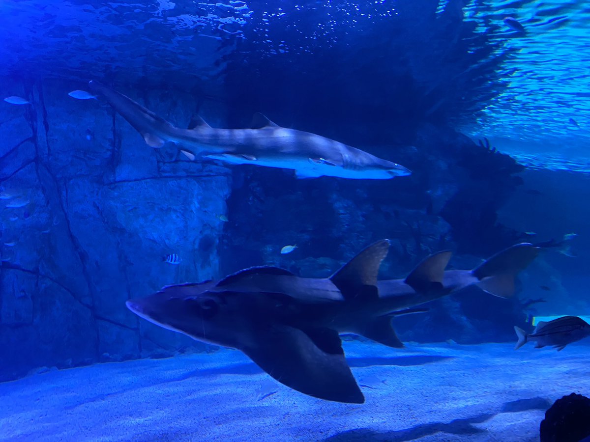 WebbWhittney's tweet photo. Had an awesome time at the Newport Aquarium ❤️❤️❤️ https://t.co/457s9qwBp2