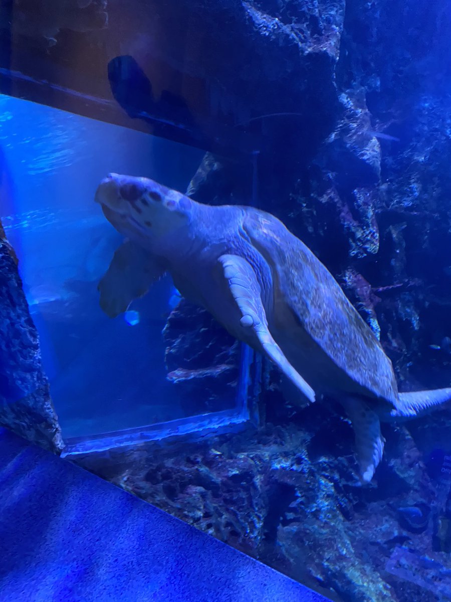 WebbWhittney's tweet photo. Had an awesome time at the Newport Aquarium ❤️❤️❤️ https://t.co/457s9qwBp2