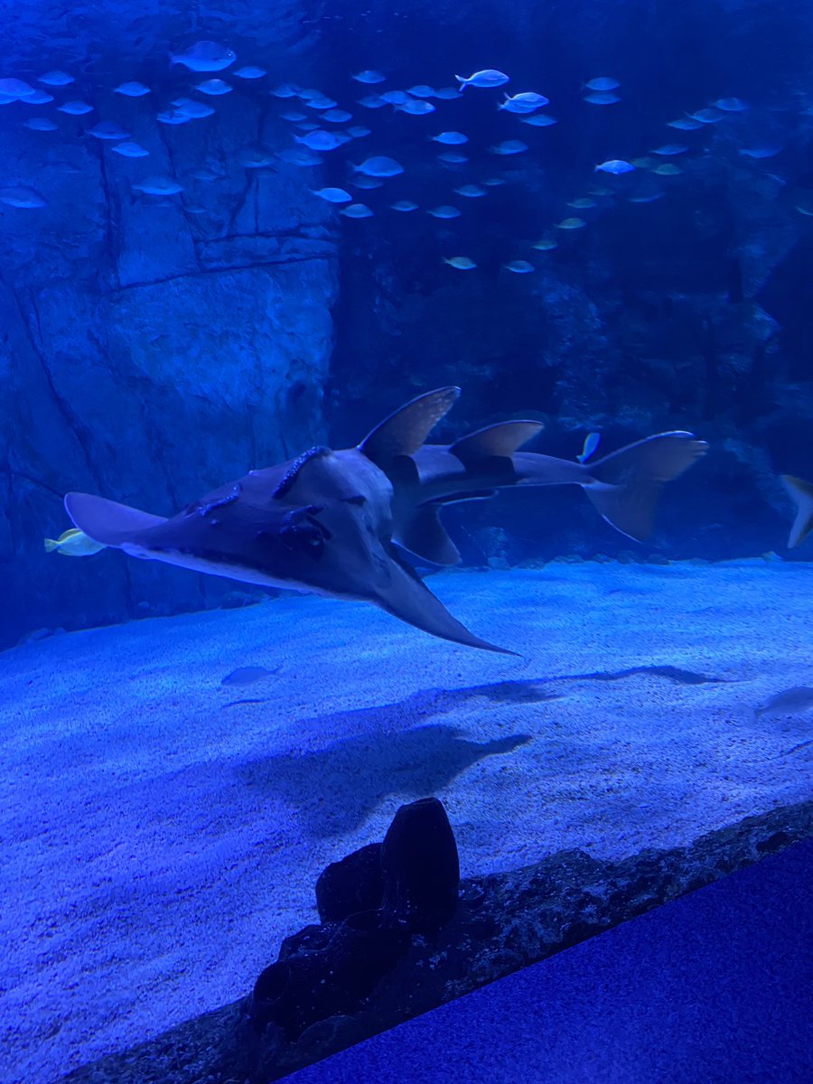 WebbWhittney's tweet photo. Had an awesome time at the Newport Aquarium ❤️❤️❤️ https://t.co/457s9qwBp2