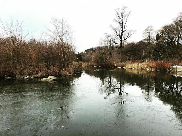ForestBirds's tweet photo. Winter morning walk with friends 🐶🐾✨
.
.
.
#prospectpark #brooklyn #winter #park #nycparks #landscape #lake #trees #dogwalk #walk #morningwalk https://t.co/R7rbBjfWXE https://t.co/wAOXSRzuZl