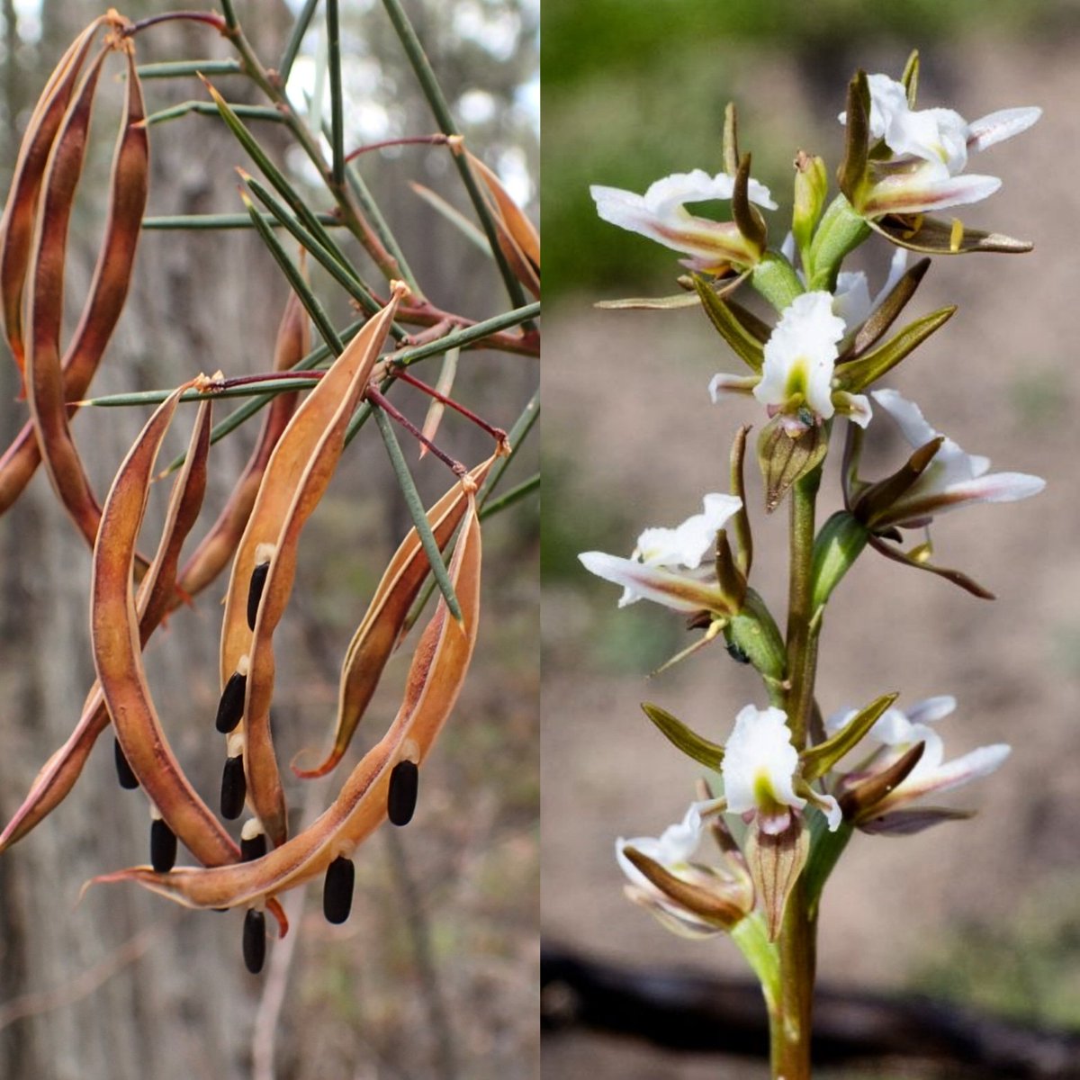 DrFUsays's tweet photo. @RBG_Victoria #rbgvScience #Seminars 2020. Thurs, 20 Feb 1-2pm, Mueller Hall (cnr Birdwood Ave & Dallas Brooks Dve, Melbourne). Summer student talks on #Acacia & #Prasophyllum #taxonomy. Details
https://t.co/AwwPp9tBfi #cybecfoundation #seminar #orchids @ANOSVictoria #freeseminar https://t.co/J14xuPnRUB
