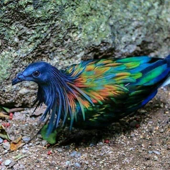 DuncanGabi's tweet photo. This exotic bird with majestic feathers is said to be found on the islands Banban &amp; Muli in West New Britain Province
The bird is known by its traditional name, Boga. 
#papuanewguinea #wnbp https://t.co/acJ9X3v1lm