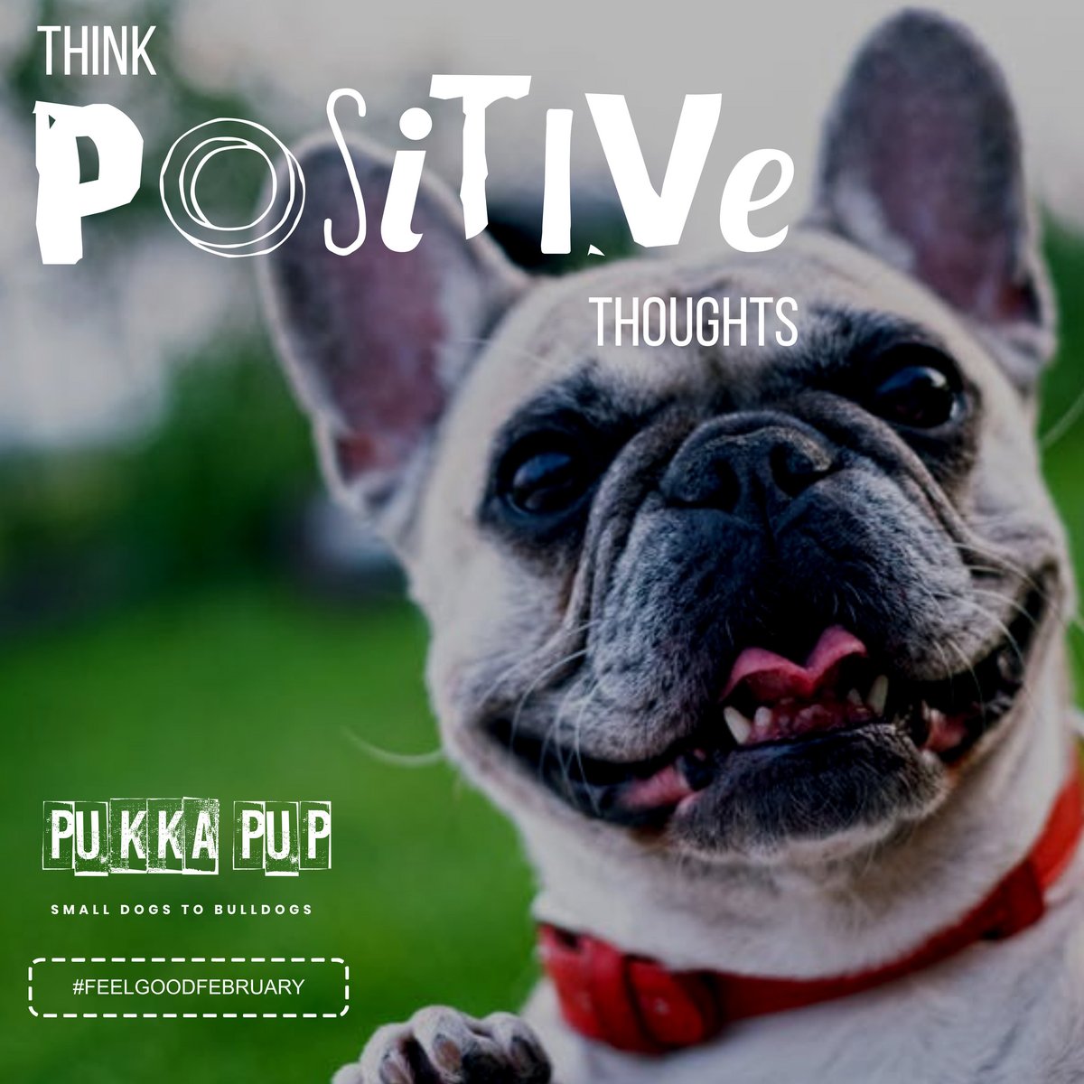 Pukka Pup (@pukkapup) / Posts / X