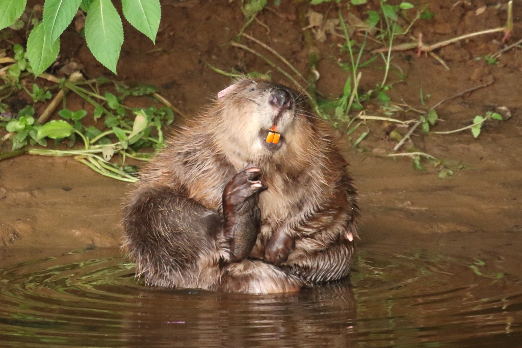 DevonWildlife's tweet image. HOT OFF THE PRESS: After 5 years studying the impacts of beavers, the results are in and the River Otter Beaver Trial Science and Evidence Report is published, finding that they bring 'measurable benefits to people and wildlife'. Read it here buff.ly/2STYctZ 📸Mike Symes
