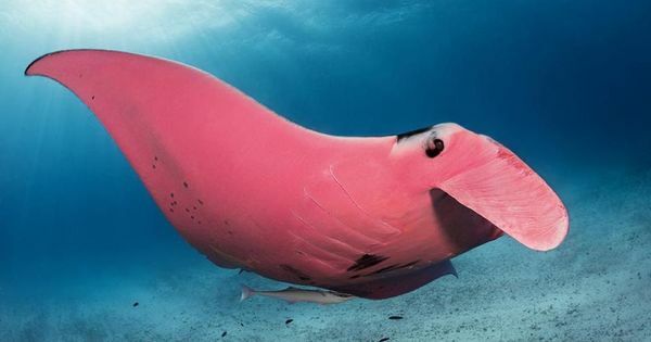 diveoclock's tweet photo. Can you believe there is a pink manta ray in Australia?

#pinkmanta #mobula #scuba #scubadiving #diveoclock https://t.co/5BZoDZ5JlJ https://t.co/iywc0nUfTv