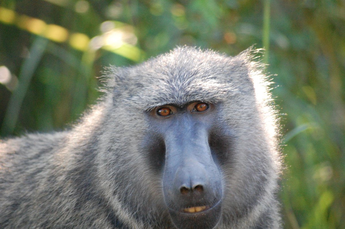 DavidPo65599856's tweet image. #monkeysmile