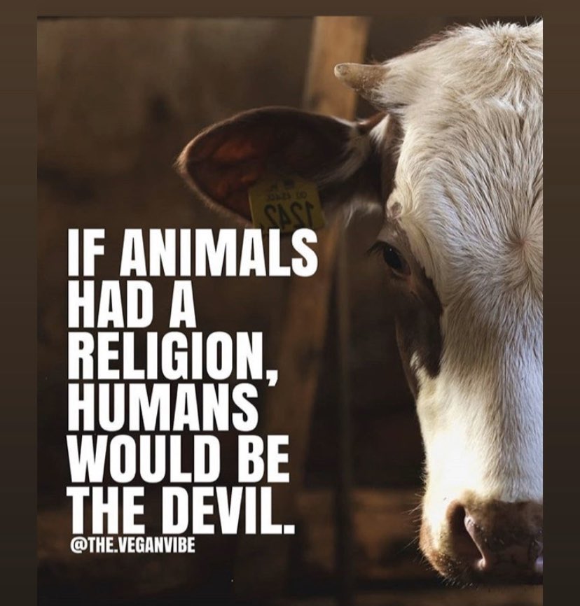 missjpav's tweet photo. . . . #FuckHumans #Vegeterian #PlantBased #MeatIsMurder #JudgeMe #FriendsNotFood #EndThisShit #AreYourTastebudsWorthALife? https://t.co/y6C958dqdN